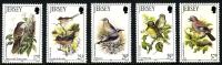 1993 Summer Birds