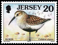 1997 Seabirds and Waders 20p with Copyright Symbol