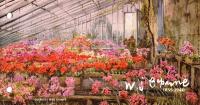 2005 William Caparne Birth Centenary, Artist and Iris Breeder Pack