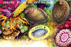 2006 Sea Shells MS