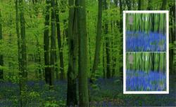 SG 2155a Trees bluebell wood SG 2155a Trees bluebell wood