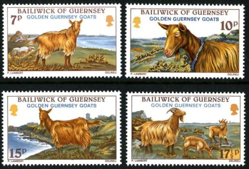 1980 Golden Guernsey Goats