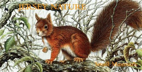 1999 Small Mammals pack